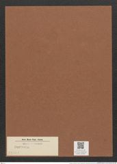 Surirella sp. (de-Toni-Nr.: Genus 53, Species 2234 ?) Zeichnungen Sammlung Grunow Mappe 02560 (Herbarium_W_Grunow_drawings_Folder_02560)